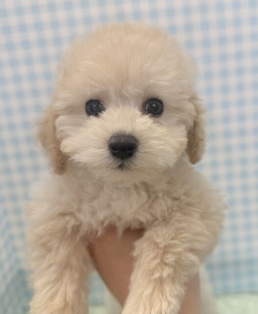 ふわふわモコモコ！トイプードルくん！