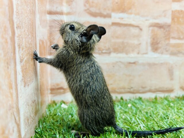 デグー