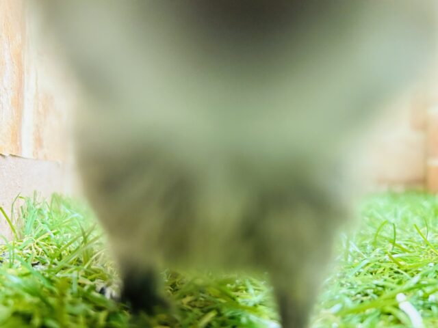 デグー