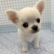 ムチムチホワイトエンジェル！チワワくん！
