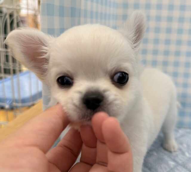 チワワ