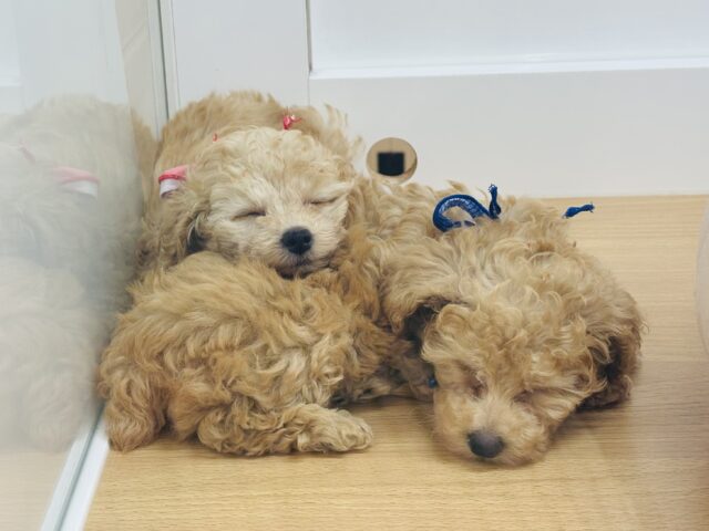 トイプードル