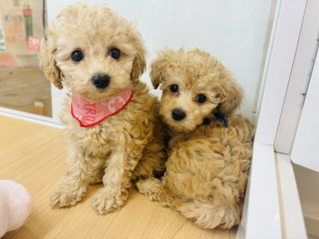 トイプードル