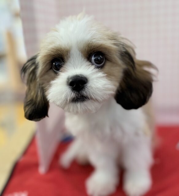 愛称が不明