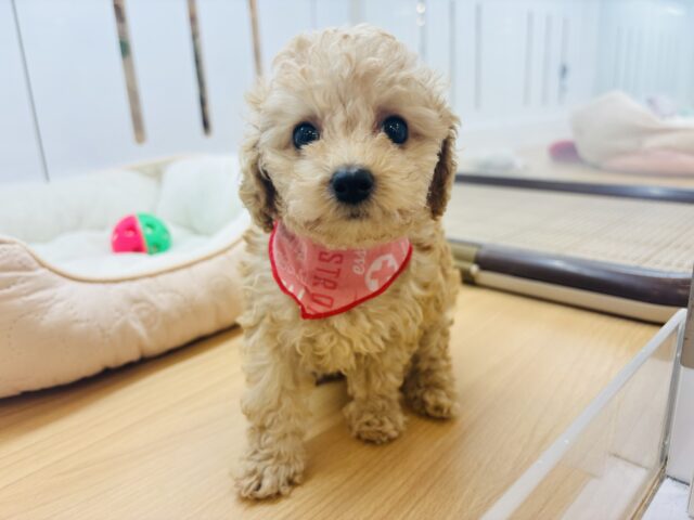 トイプードル