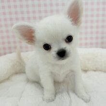 ムチムチホワイトエンジェル！チワワくん！