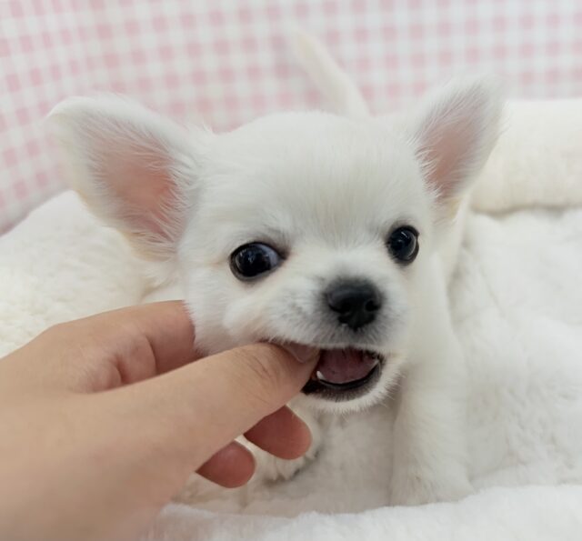 チワワ