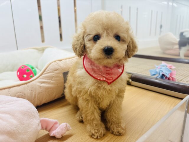 トイプードル