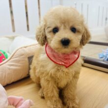 激かわ兄妹の参上〜！トイプードルちゃん！