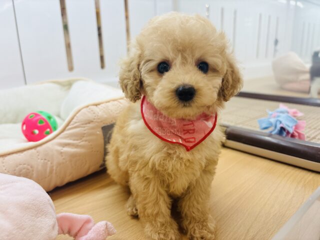 激かわ兄妹の参上〜！トイプードルちゃん！