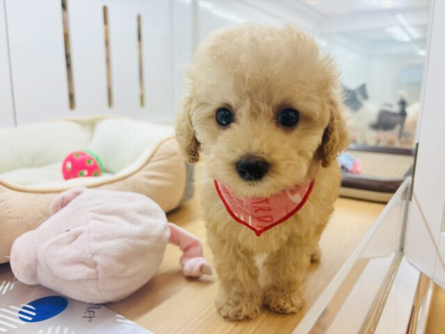 トイプードル