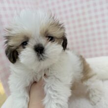 最新画像！お人形じゃないの？！シーズーちゃん