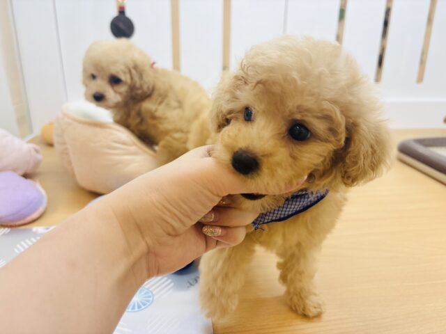 トイプードル