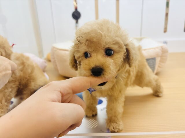トイプードル