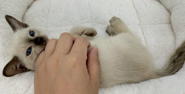 トンキニーズ