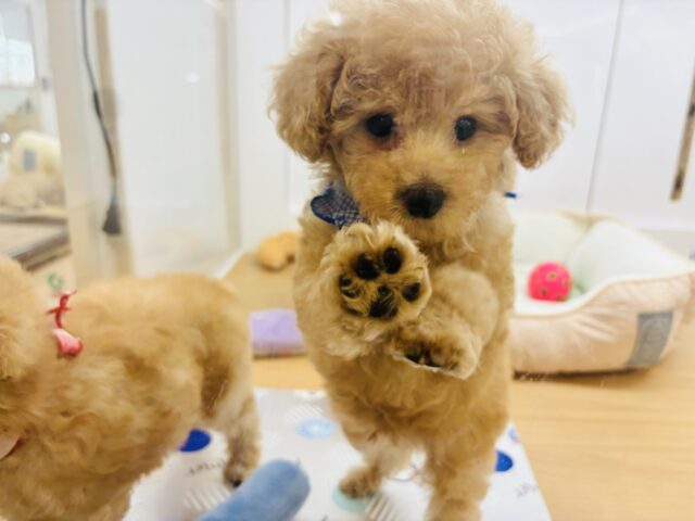 トイプードル
