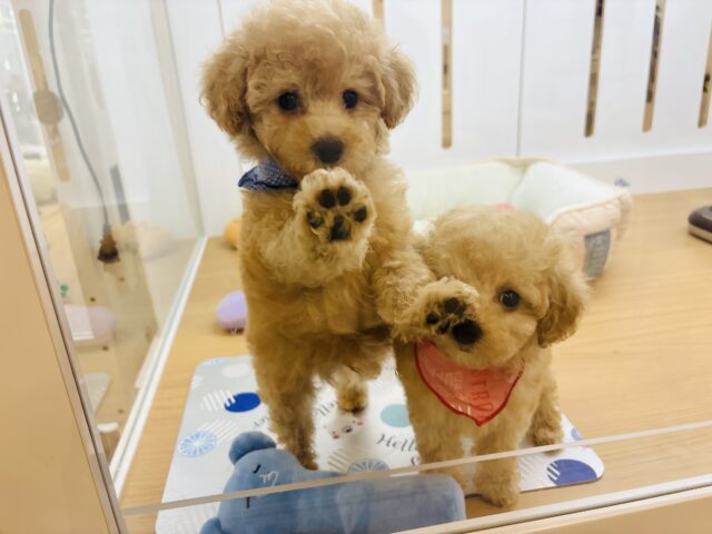 トイプードル