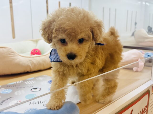トイプードル