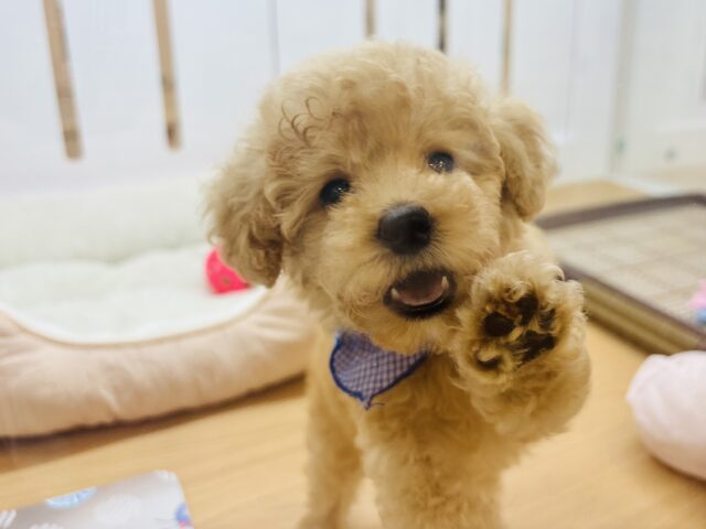 トイプードル