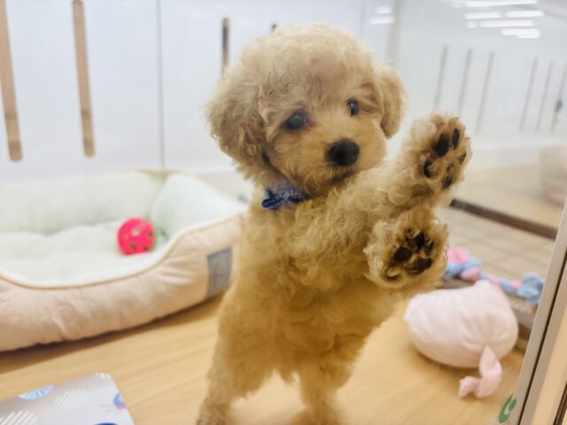 トイプードル