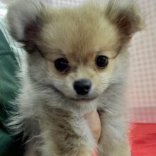 最新画像📷ウルフセーブルのポメチワ来ました！