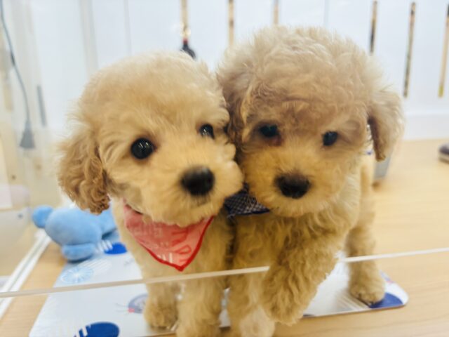 トイプードル