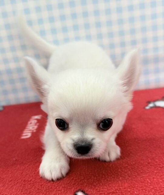 チワワ