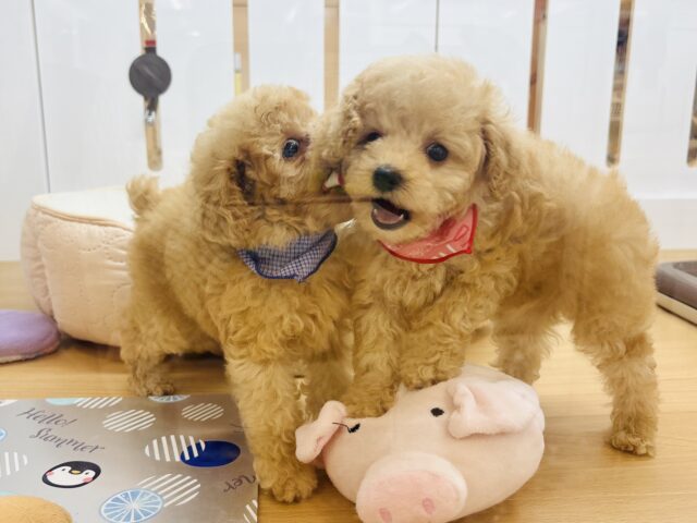 トイプードル