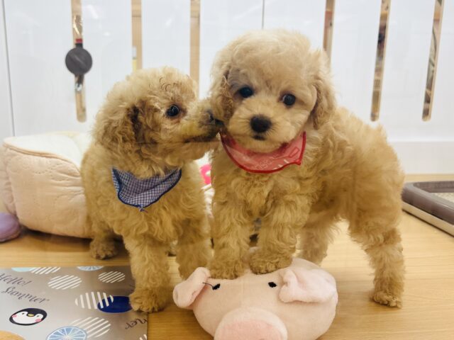 トイプードル