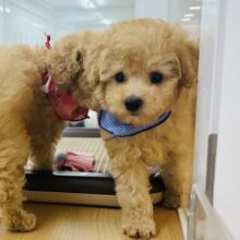 可愛すぎる兄妹の参上〜！トイプードルくん！
