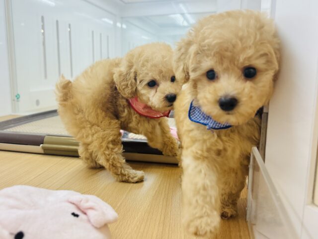 トイプードル