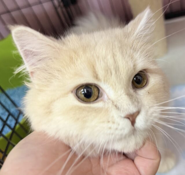 抱きしめたくなるミヌエットくん！