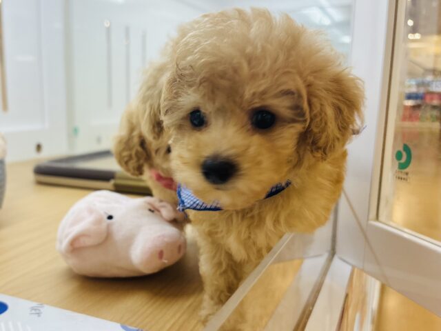 トイプードル