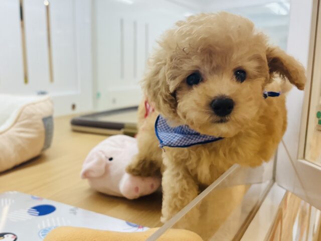 トイプードル