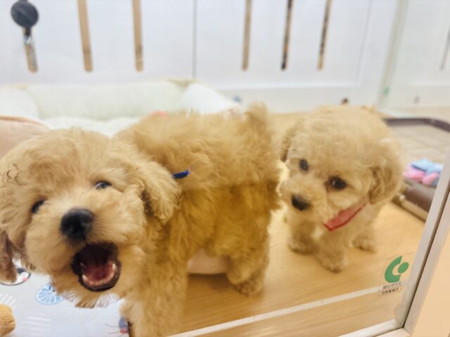 トイプードル