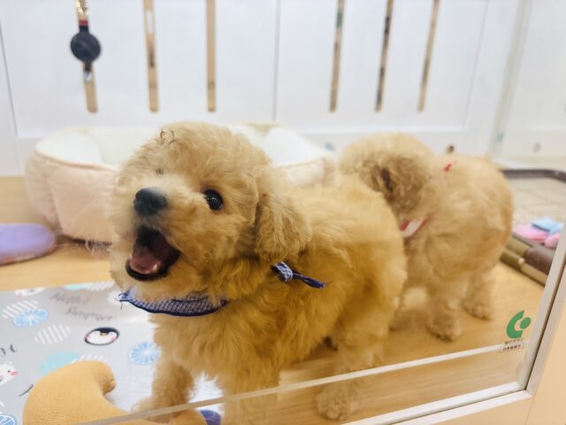 トイプードル