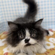 最新画像📷パンダカラーのフォールデックス🐼