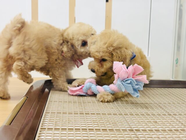 トイプードル