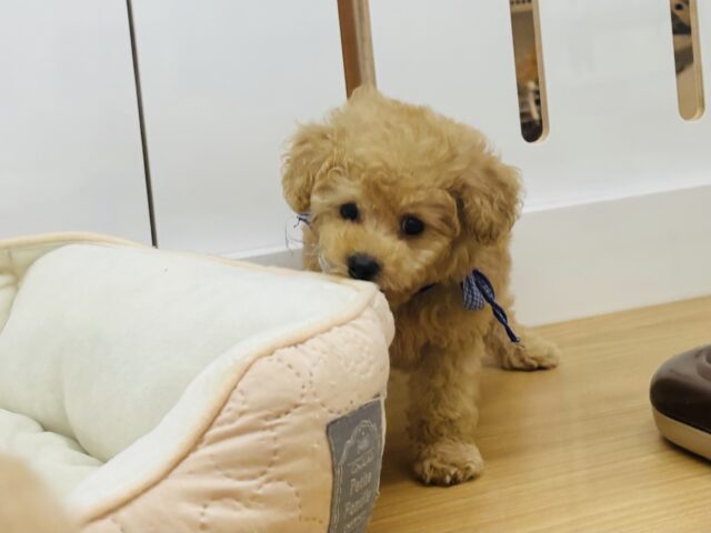 トイプードル