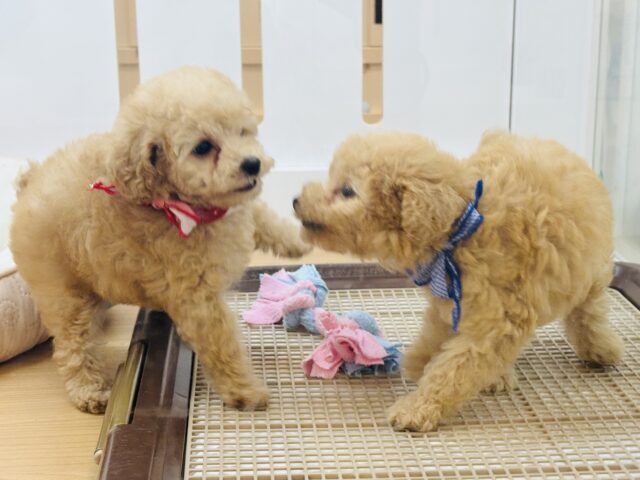トイプードル