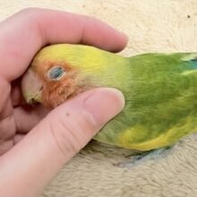 【最新画像更新🪄︎︎💫】愛嬌たっぷり💛カラフルなコザクラインコちゃん（タイガーチェリー）