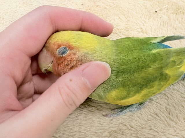 【最新画像更新🪄︎︎💫】愛嬌たっぷり💛カラフルなコザクラインコちゃん(タイガーチェリー) コザクラインコ(小桜インコ)