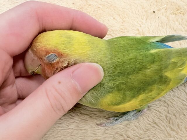 【最新画像更新🪄︎︎💫】愛嬌たっぷり💛カラフルなコザクラインコちゃん(タイガーチェリー) コザクラインコ(小桜インコ)