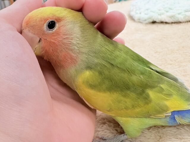 【最新画像更新🪄︎︎💫】愛嬌たっぷり💛カラフルなコザクラインコちゃん(タイガーチェリー) コザクラインコ(小桜インコ)