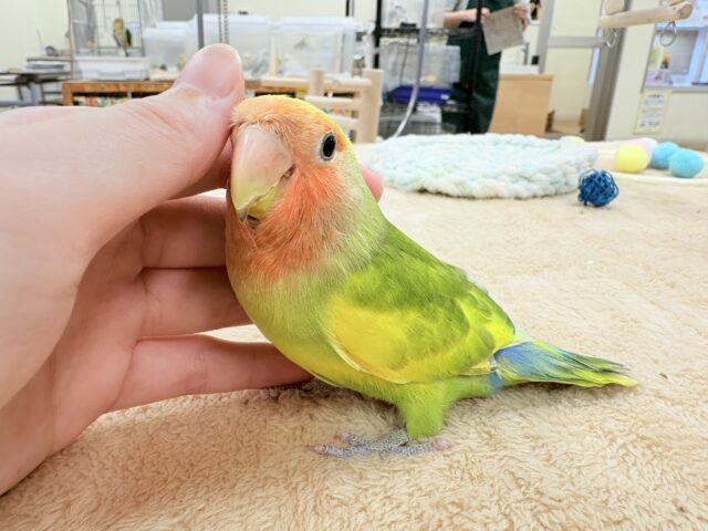【最新画像更新🪄︎︎💫】愛嬌たっぷり💛カラフルなコザクラインコちゃん(タイガーチェリー) コザクラインコ(小桜インコ)