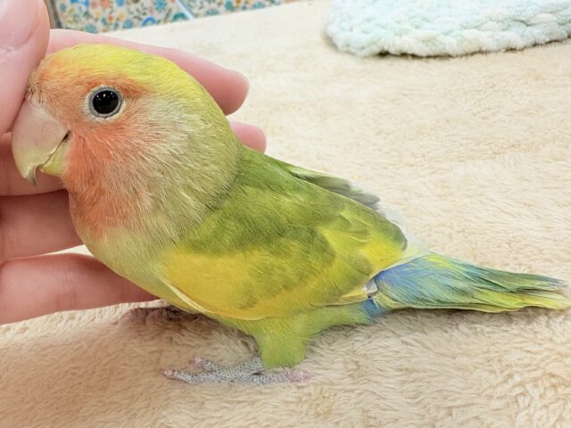 【最新画像更新🪄︎︎💫】愛嬌たっぷり💛カラフルなコザクラインコちゃん(タイガーチェリー) コザクラインコ(小桜インコ)
