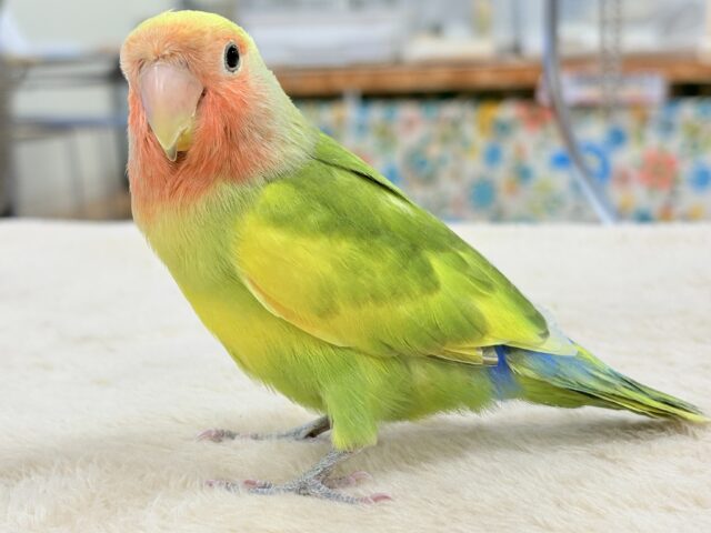 【最新画像更新🪄︎︎💫】愛嬌たっぷり💛カラフルなコザクラインコちゃん(タイガーチェリー) コザクラインコ(小桜インコ)