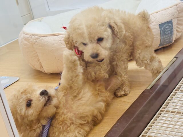 トイプードル