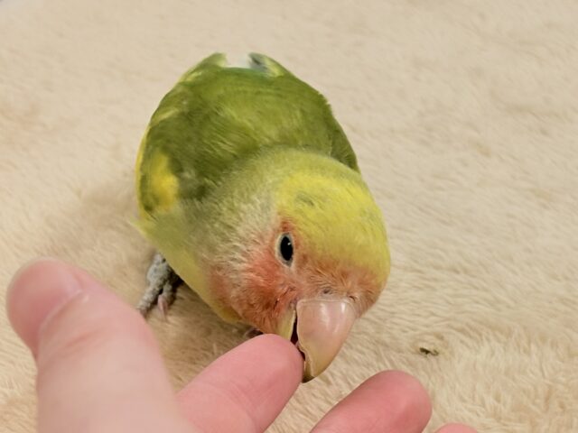 【最新画像更新🪄︎︎💫】愛嬌たっぷり💛カラフルなコザクラインコちゃん(タイガーチェリー) コザクラインコ(小桜インコ)