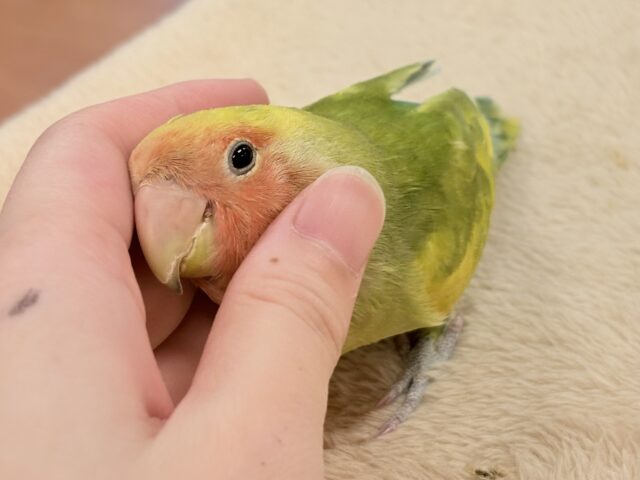 【最新画像更新🪄︎︎💫】愛嬌たっぷり💛カラフルなコザクラインコちゃん(タイガーチェリー) コザクラインコ(小桜インコ)